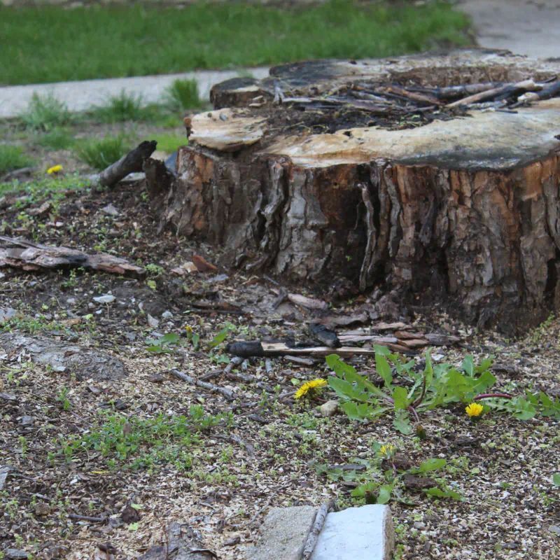 Large tree stump in yard, surrounded by mulch, with some small plants and dandelions.