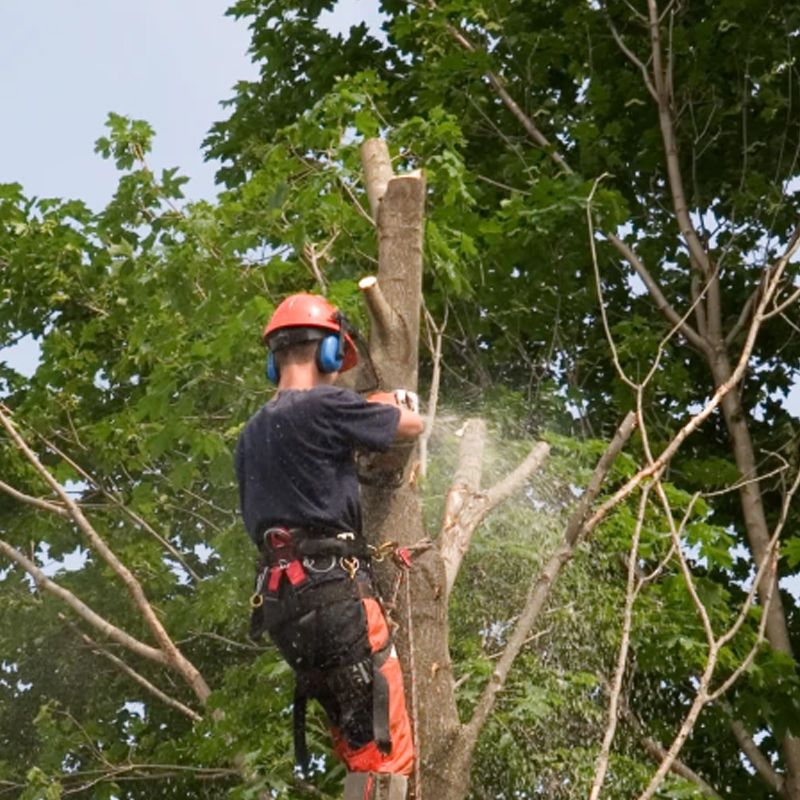 Arborist in a tree, cutting branches with a chainsaw, wearing safety gear; surrounded by green foliage.