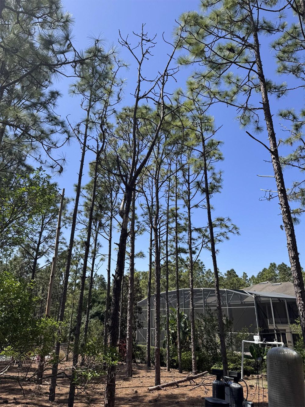 Tall pine trees against a blue sky, some with dead branches, in front of a building.