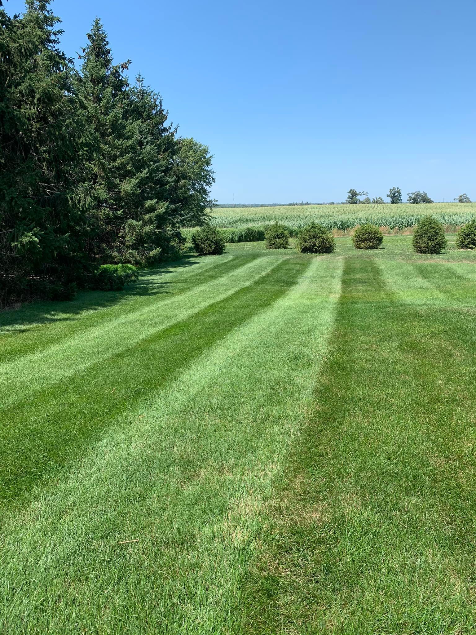 A lush green field of grass with trees in the background on a sunny day.