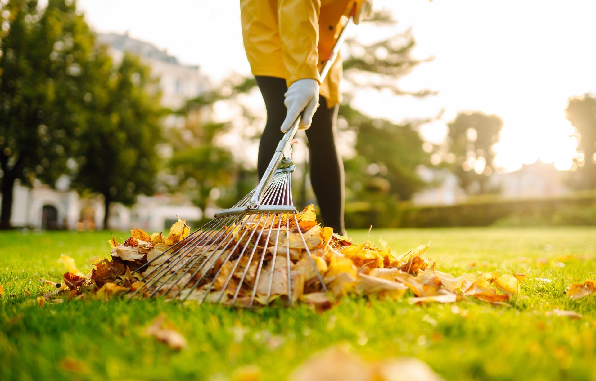 A person is raking leaves on a lush green lawn.