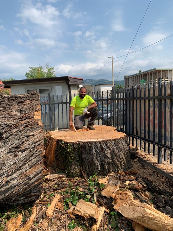 potatura piante alto fusto