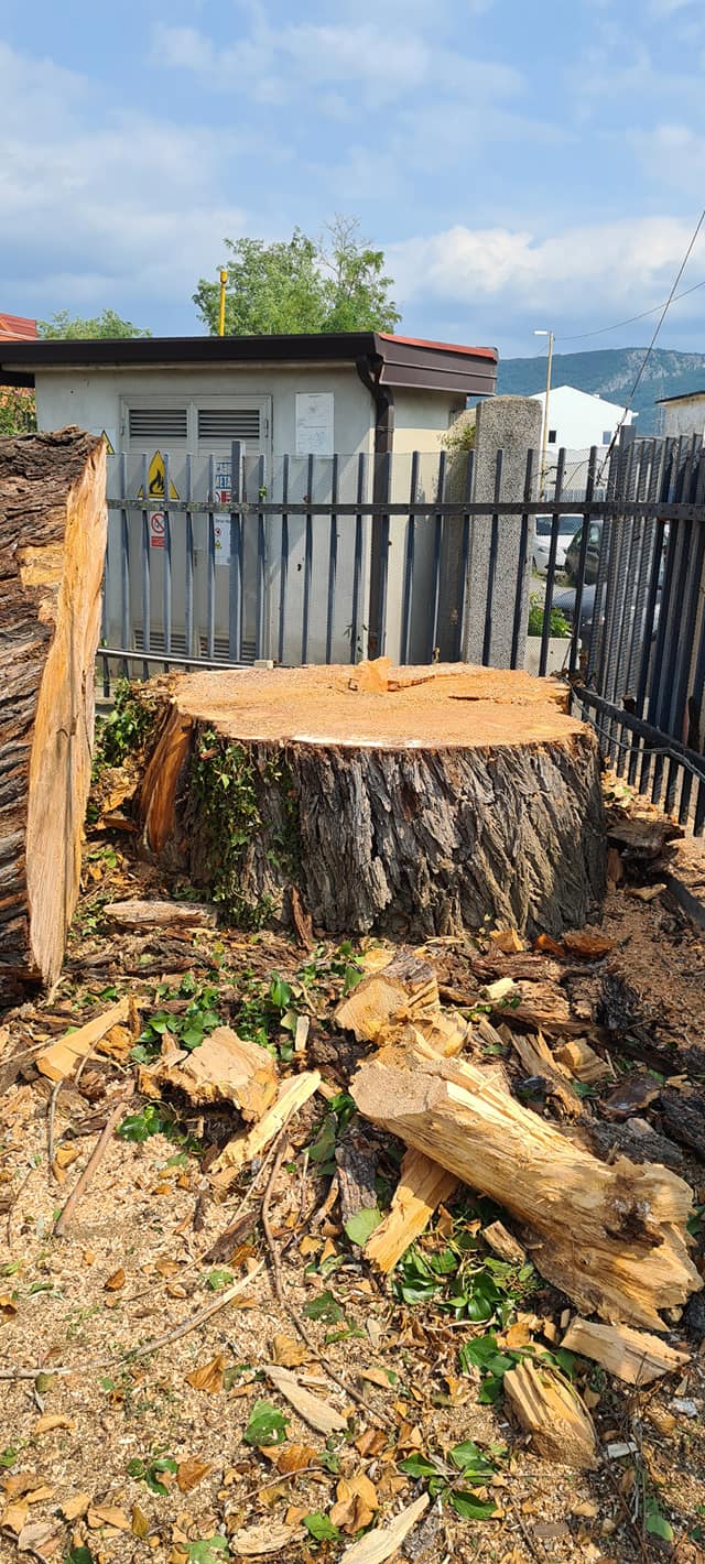 potatura piante alto fusto