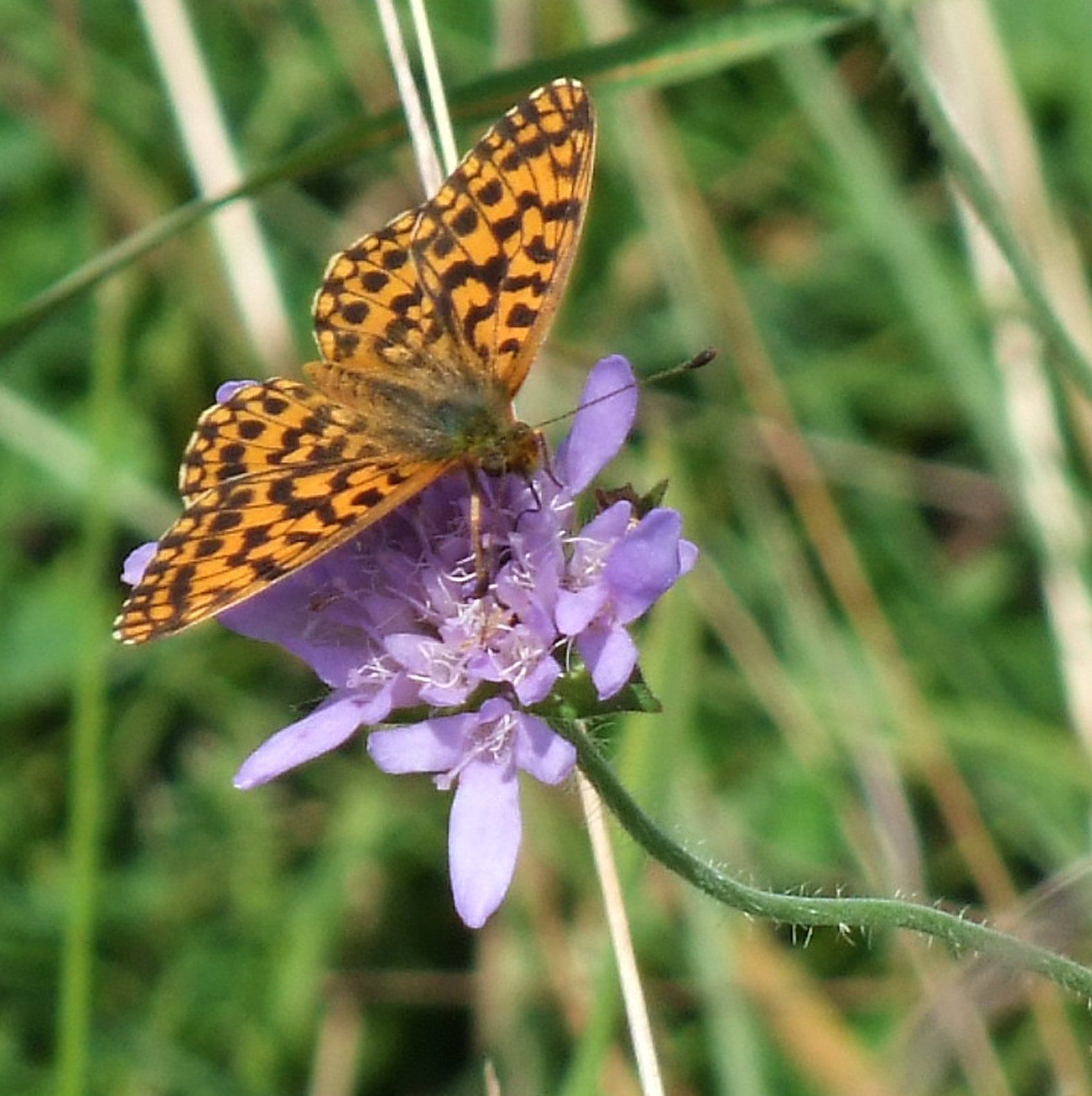 fritillary butterfly  Caroline Mills