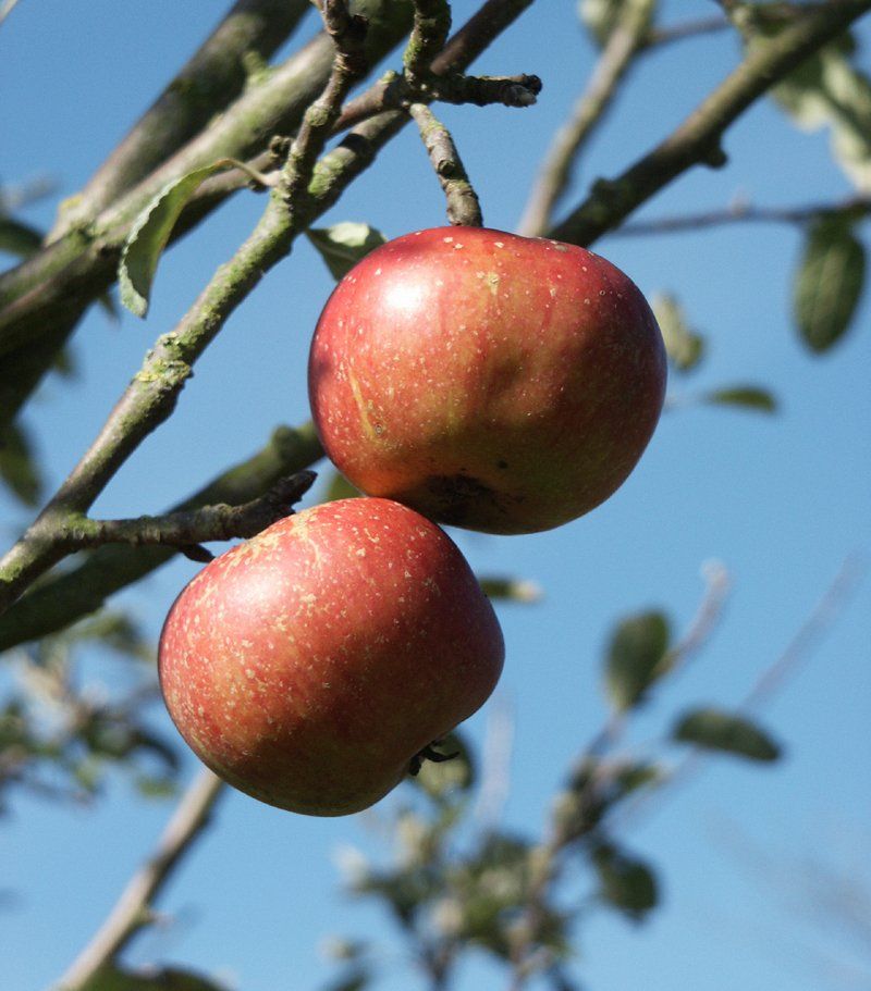 apples orchards Caroline Mills