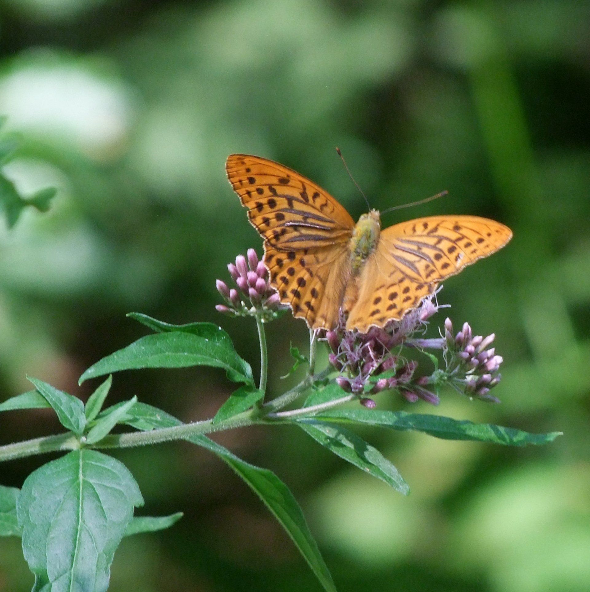 fritillary butterfly  Caroline Mills