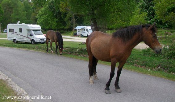 A horse standing on the side of a road next to a motorhome in the New Forest