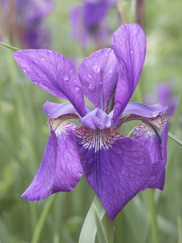 Iris macro Caroline Mills