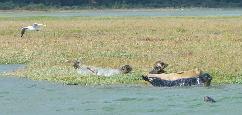 Seals Kent Caroline Mills