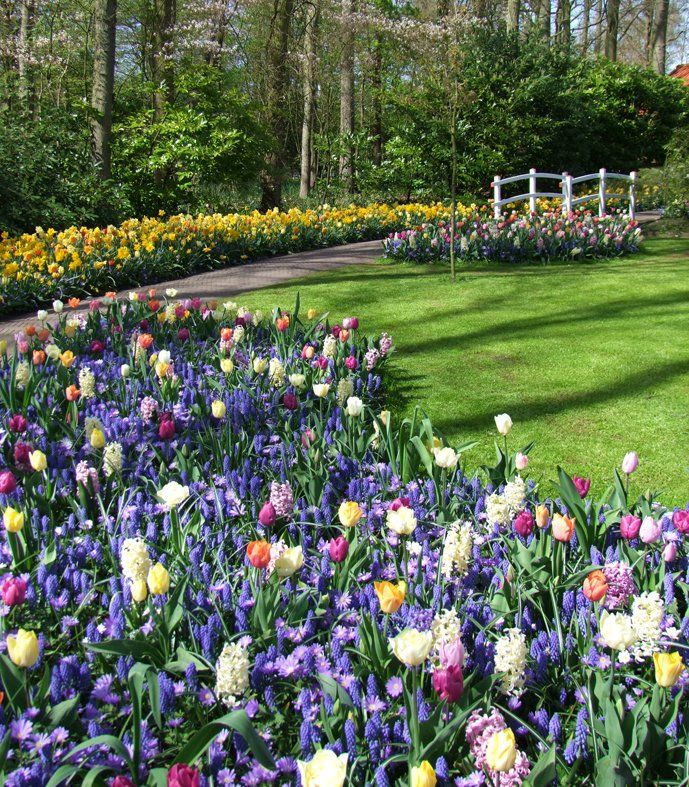 Keukenhof Gardens Caroline Mills