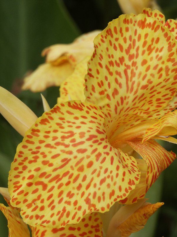 Lily macro Caroline Mills