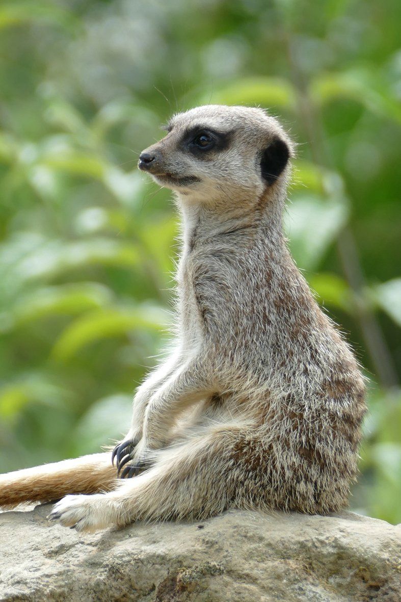 Meerkat Caroline Mills