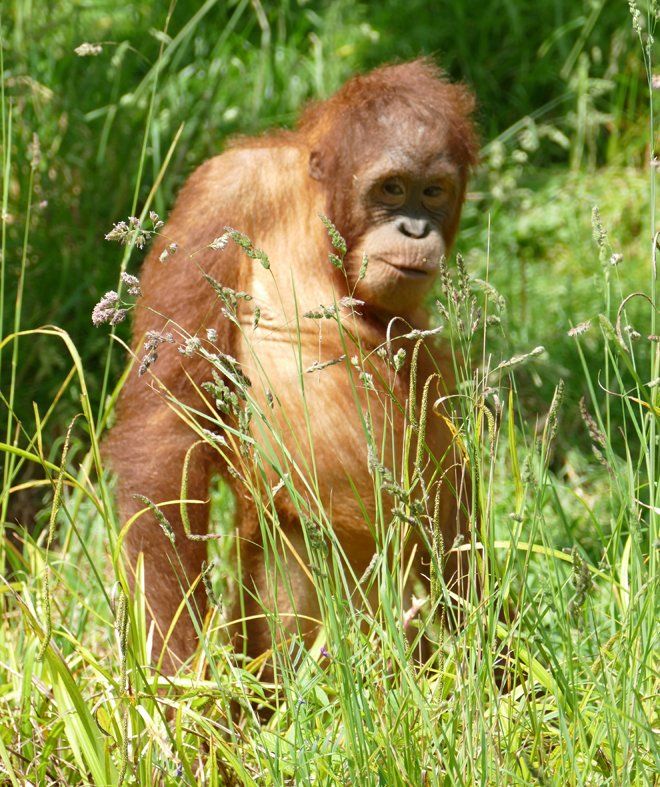Orangutan  Caroline Mills