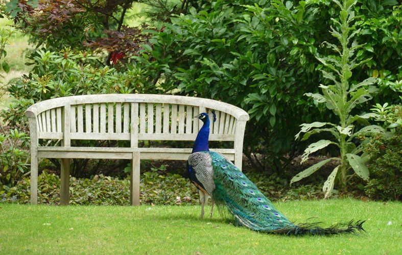 Peacock Caroline Mills