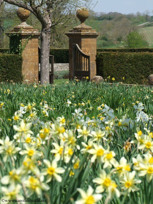 Sulgrave Manor Caroline Mills