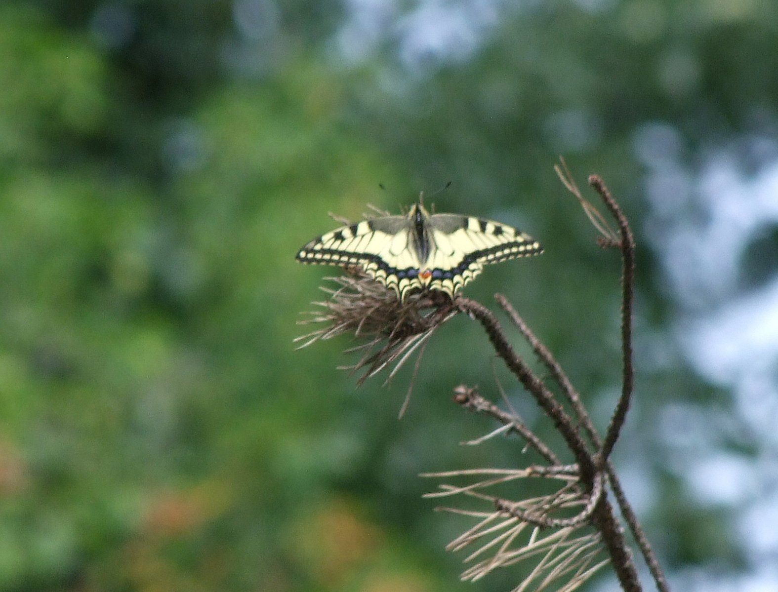 Swallowtail butterfly Caroline Mills