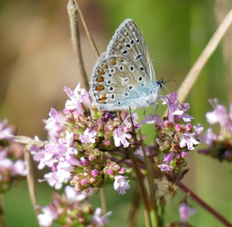 butterfly Caroline Mills