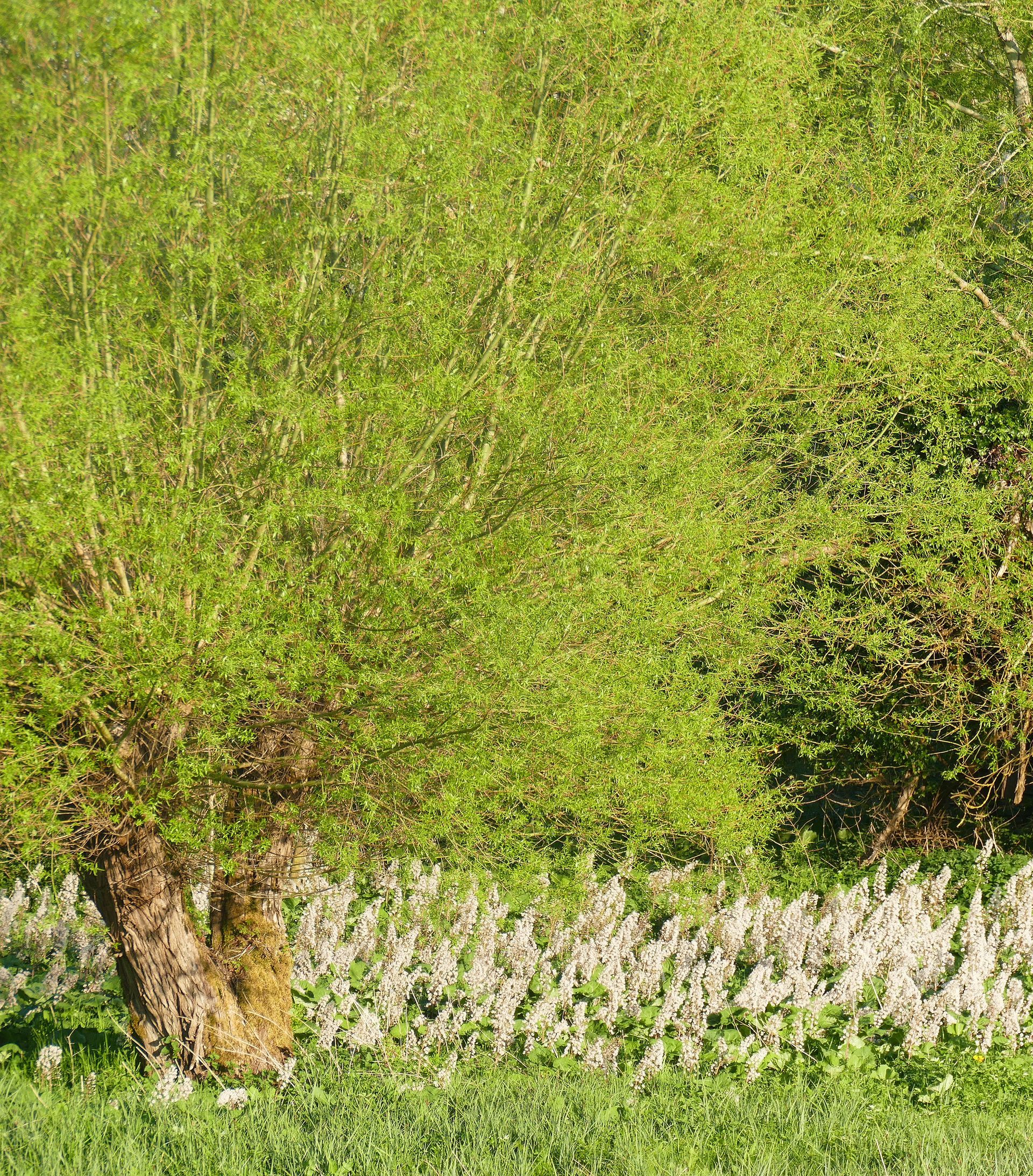 Olonzac Minervois Caroline Mills