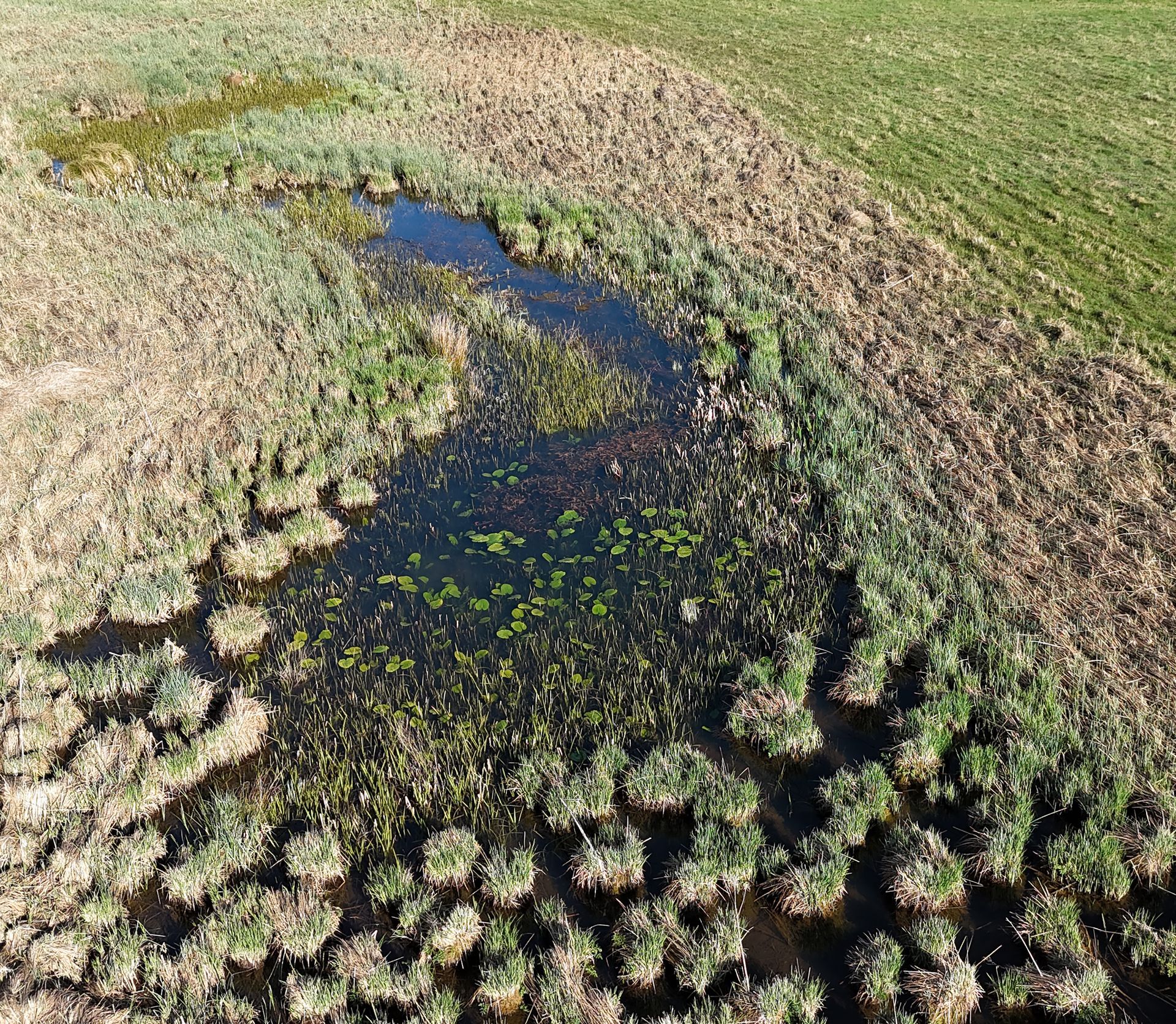 Celle Caroline Mills