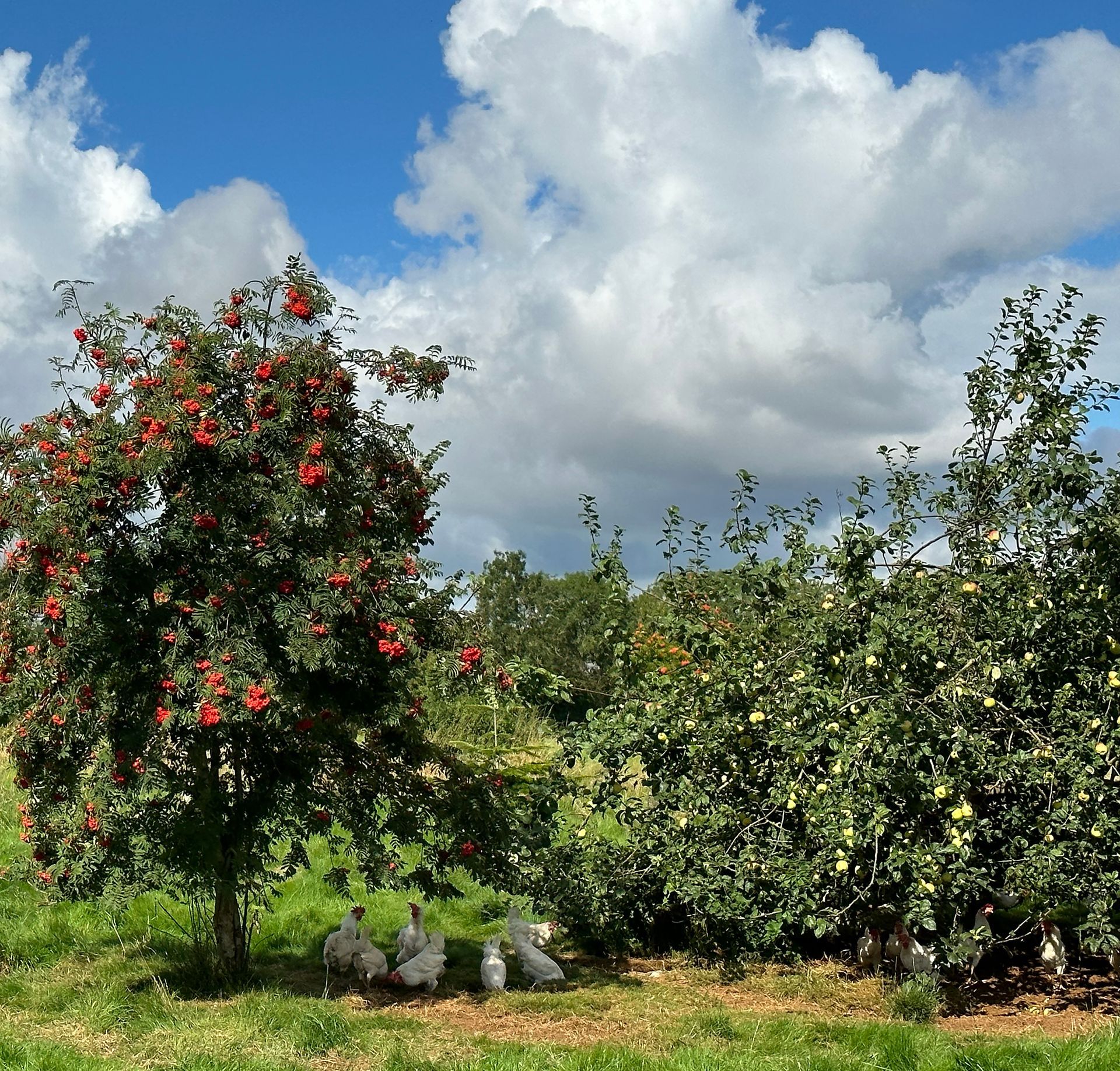 Tollymore Forest Park Caroline Mills