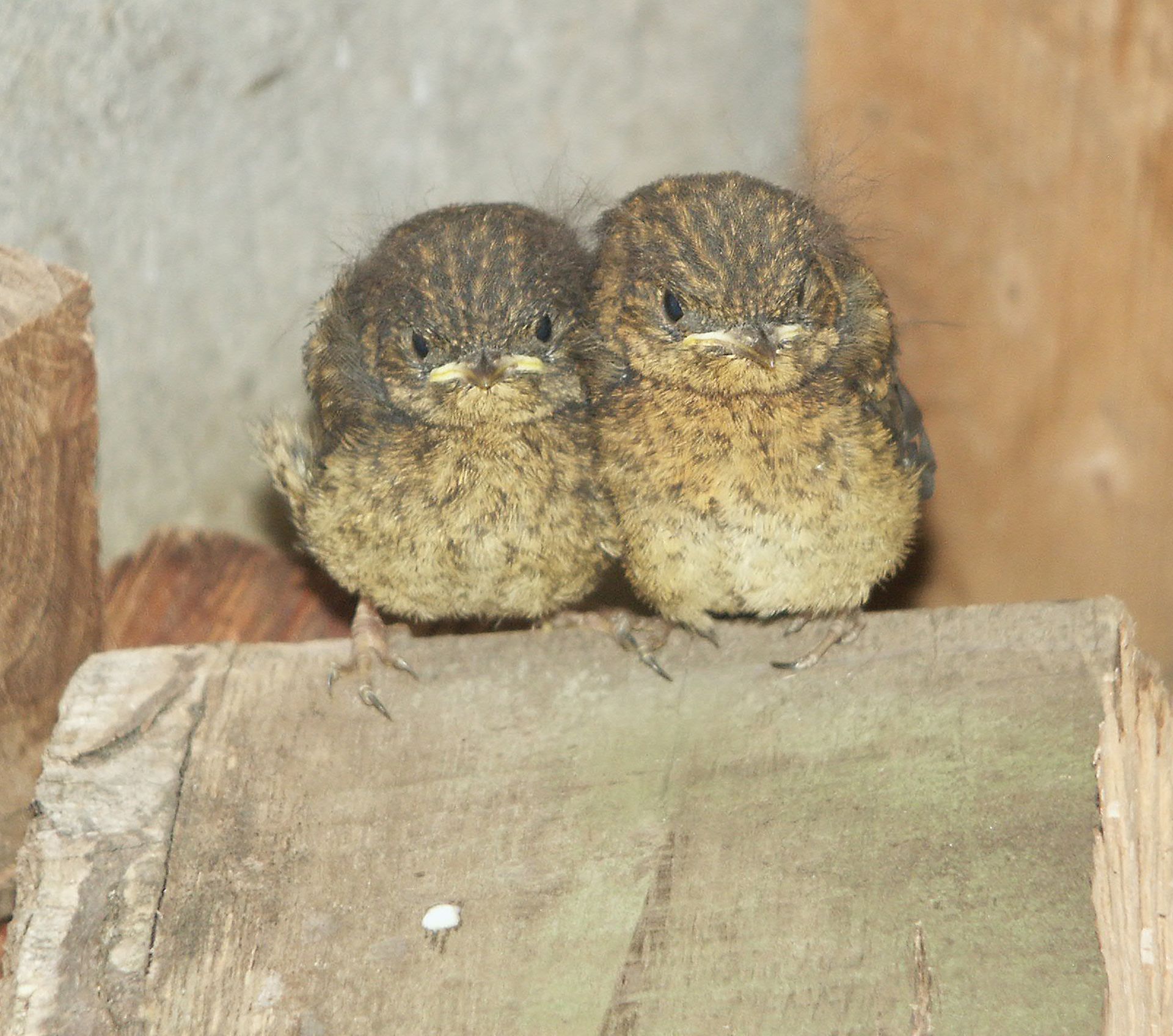 Pendle Hill Grindleton Caroline Mills