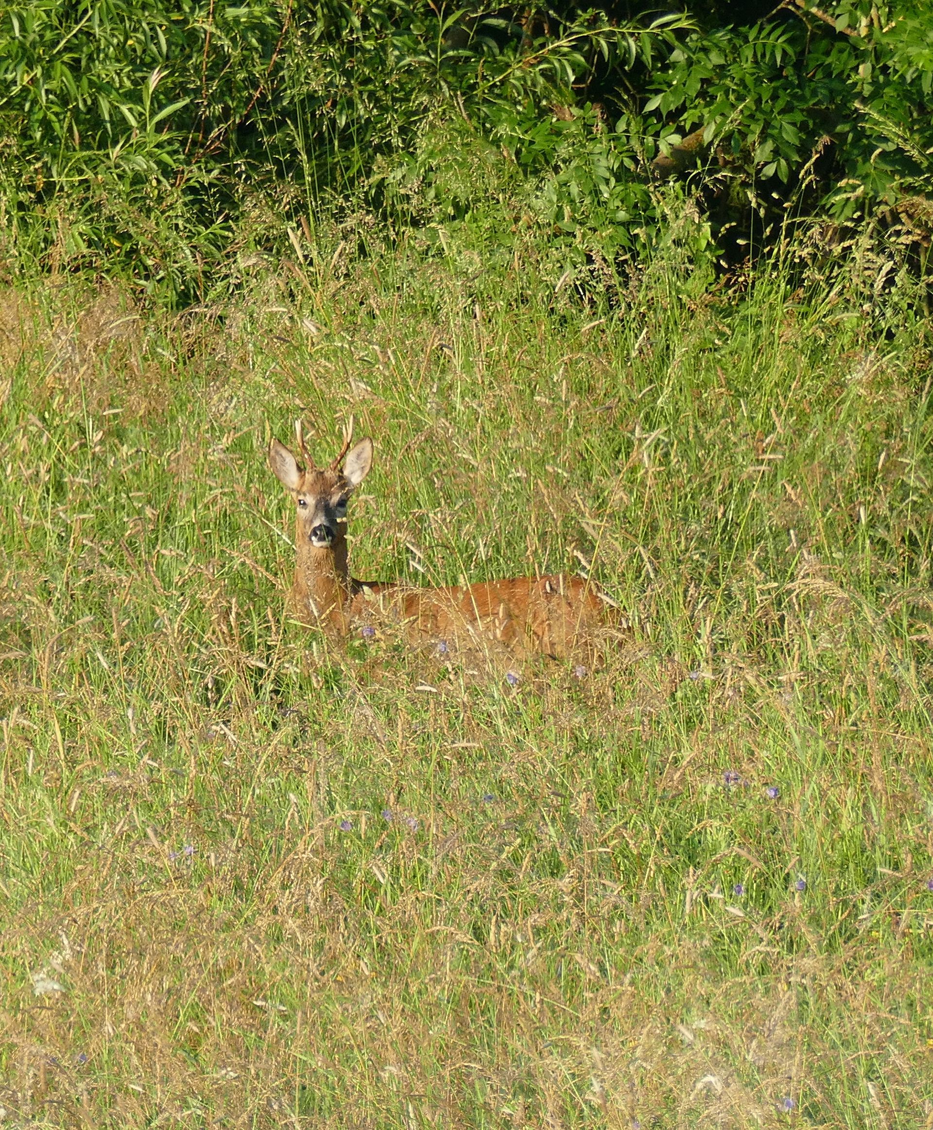 Llandudno pier  Caroline Mills