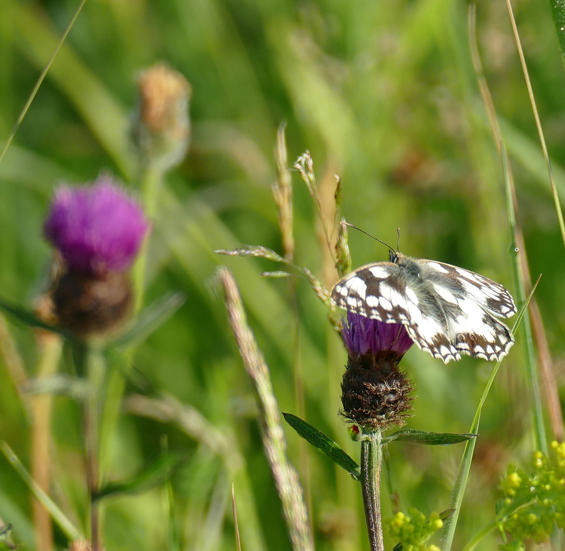 Loch Achray  Caroline Mills