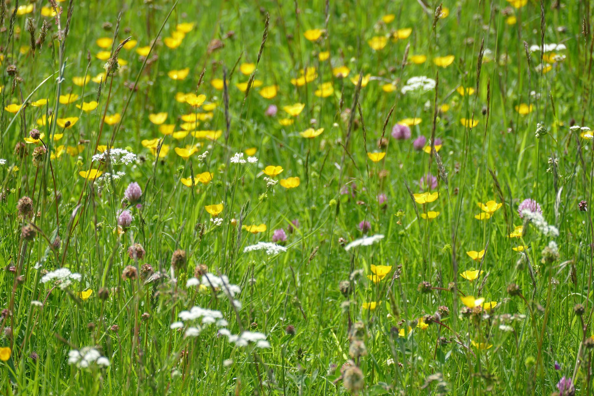 Kingsdown White Cliffs  Caroline Mills