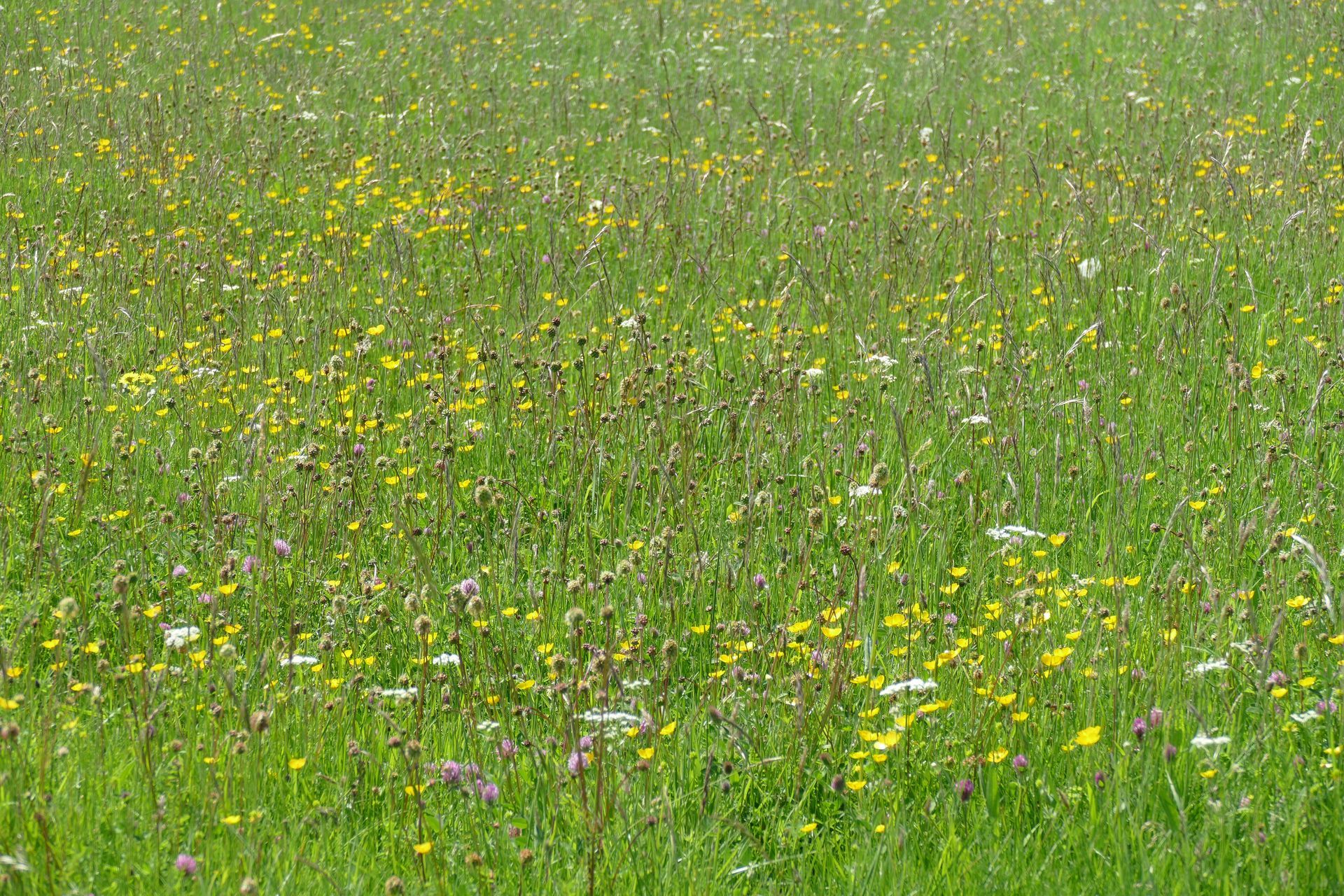 White marble butterfly  Caroline Mills