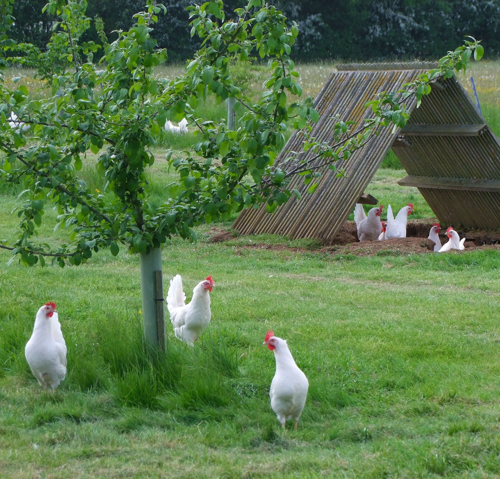 Rispond NC500  Caroline Mills