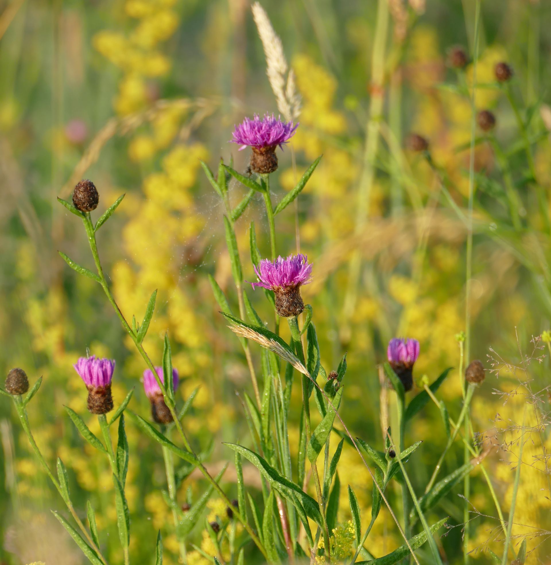 Dover Seafari  Caroline Mills