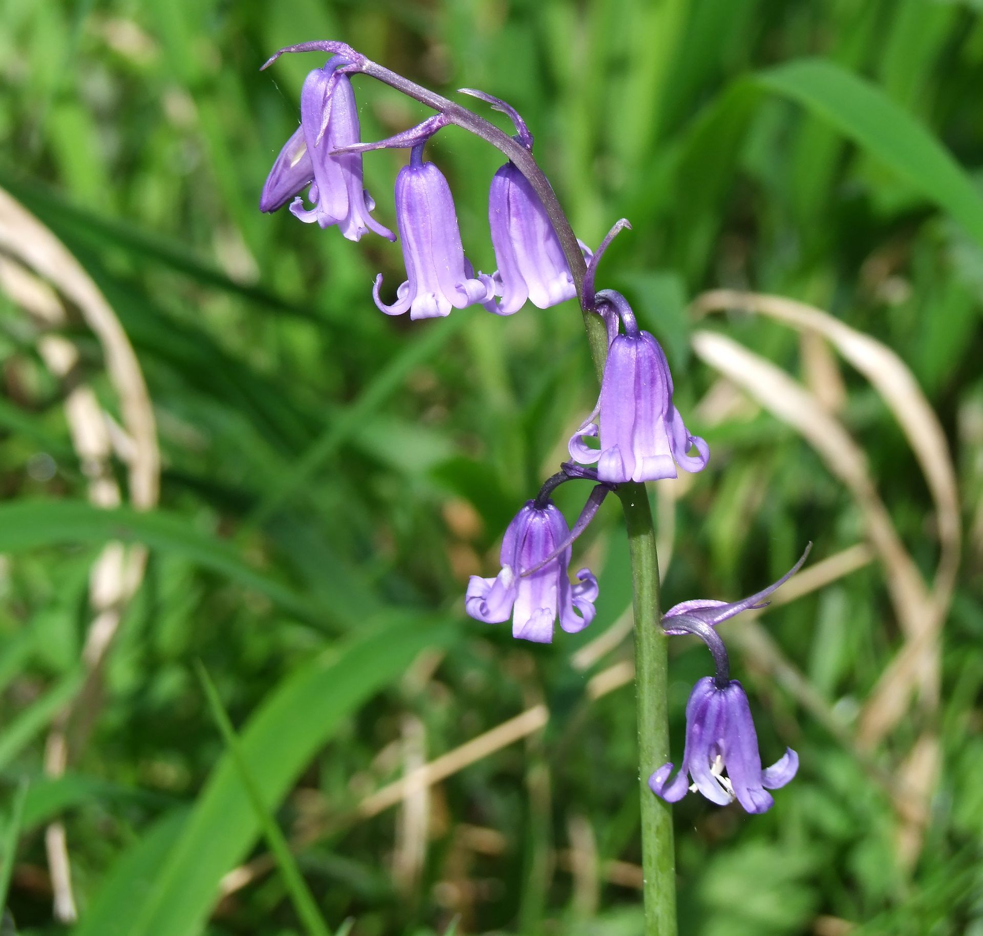 campervan Balnaquhidder Glen Caroline Mills
