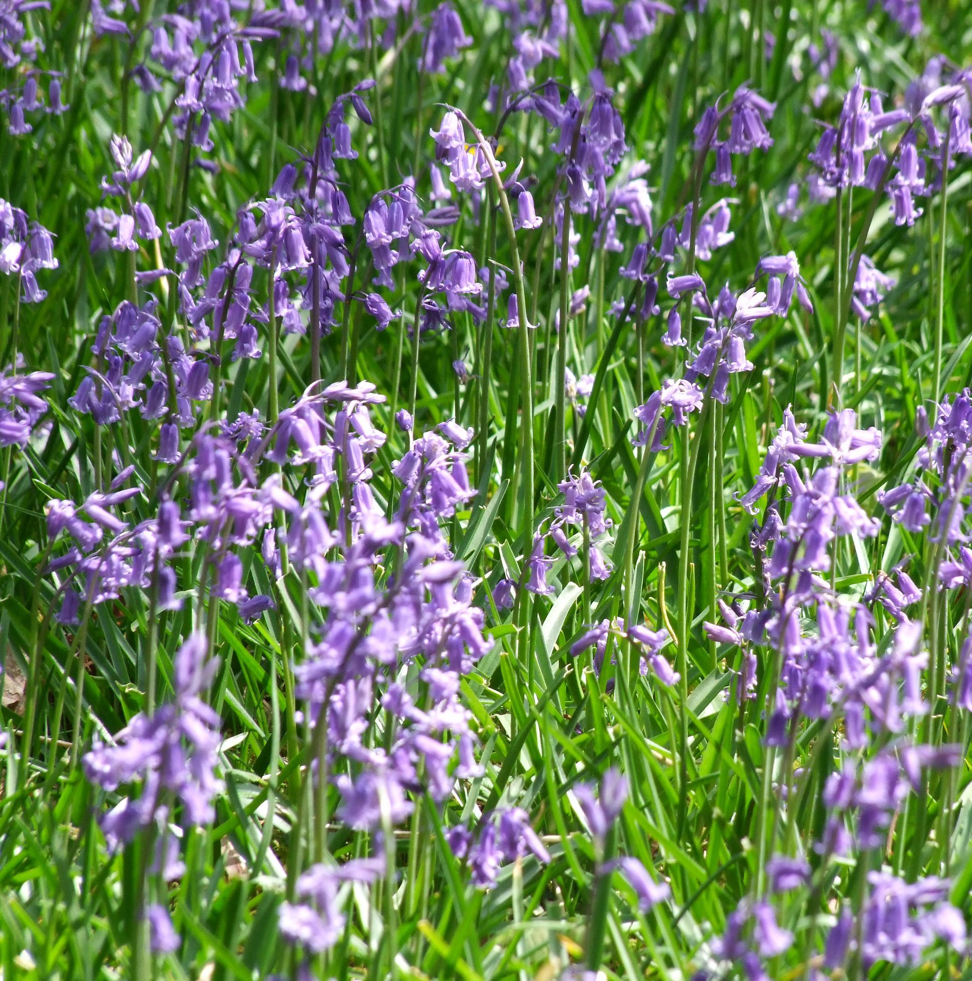 Puffin  Caroline Mills