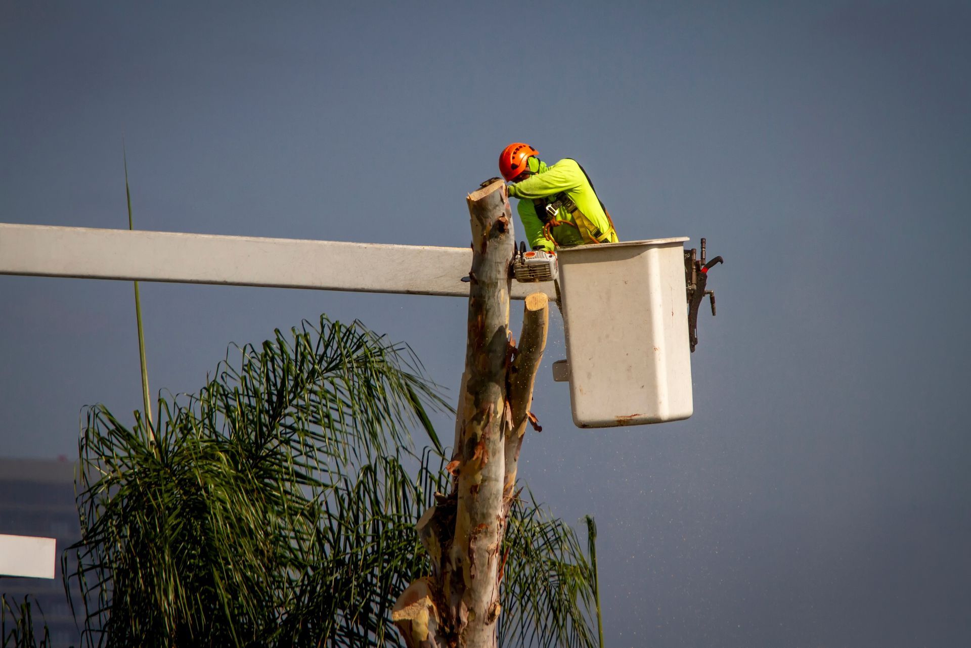 A man in a bucket is cutting a tree.