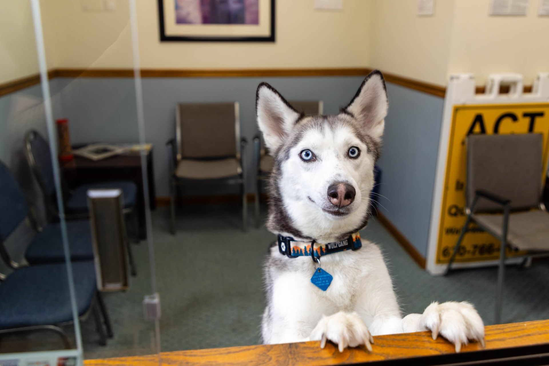 Husky dog peering over a desk in a waiting room, paws on the ledge.