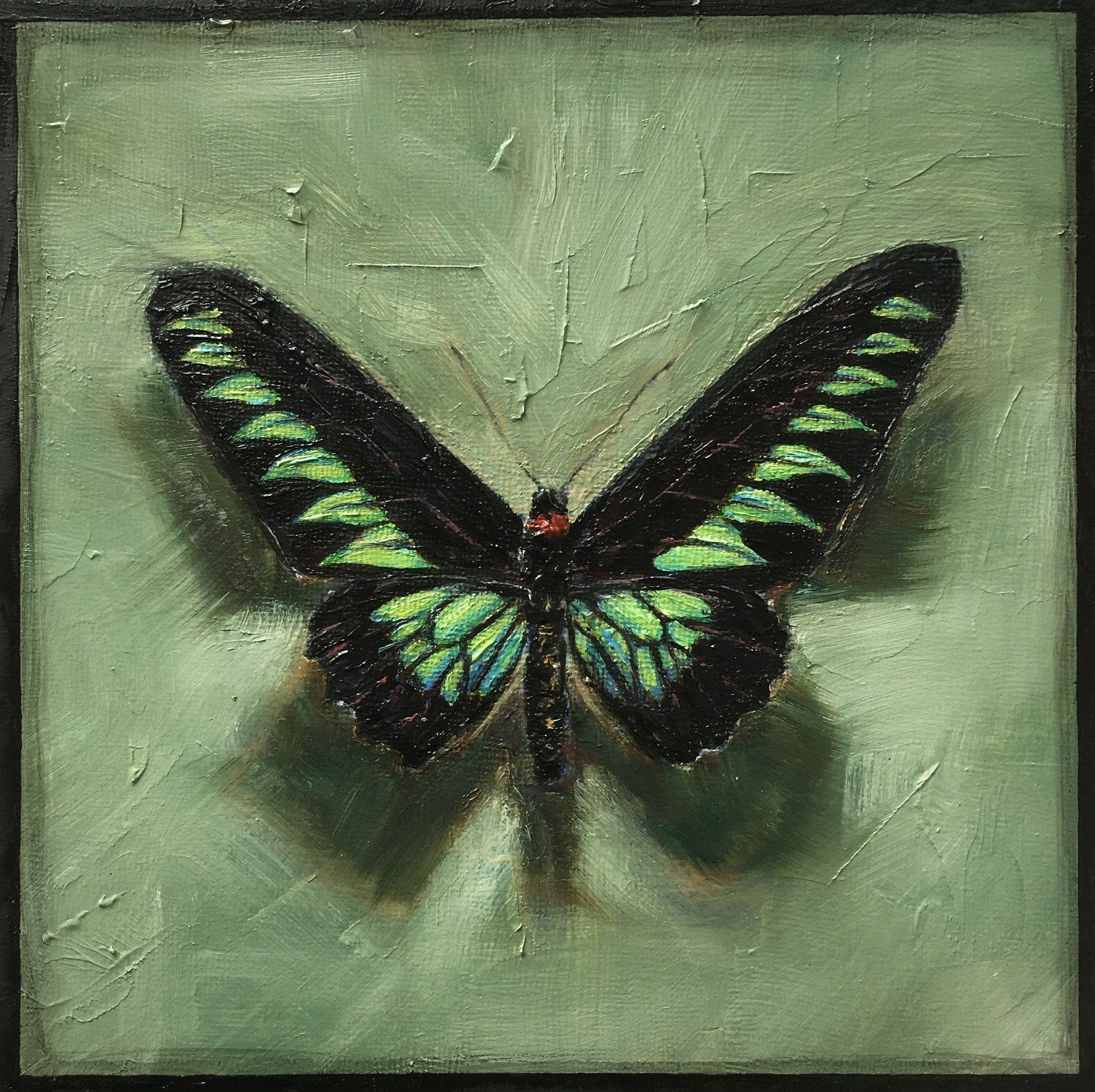 Black and green butterfly with open wings on a textured green background, with dark borders.