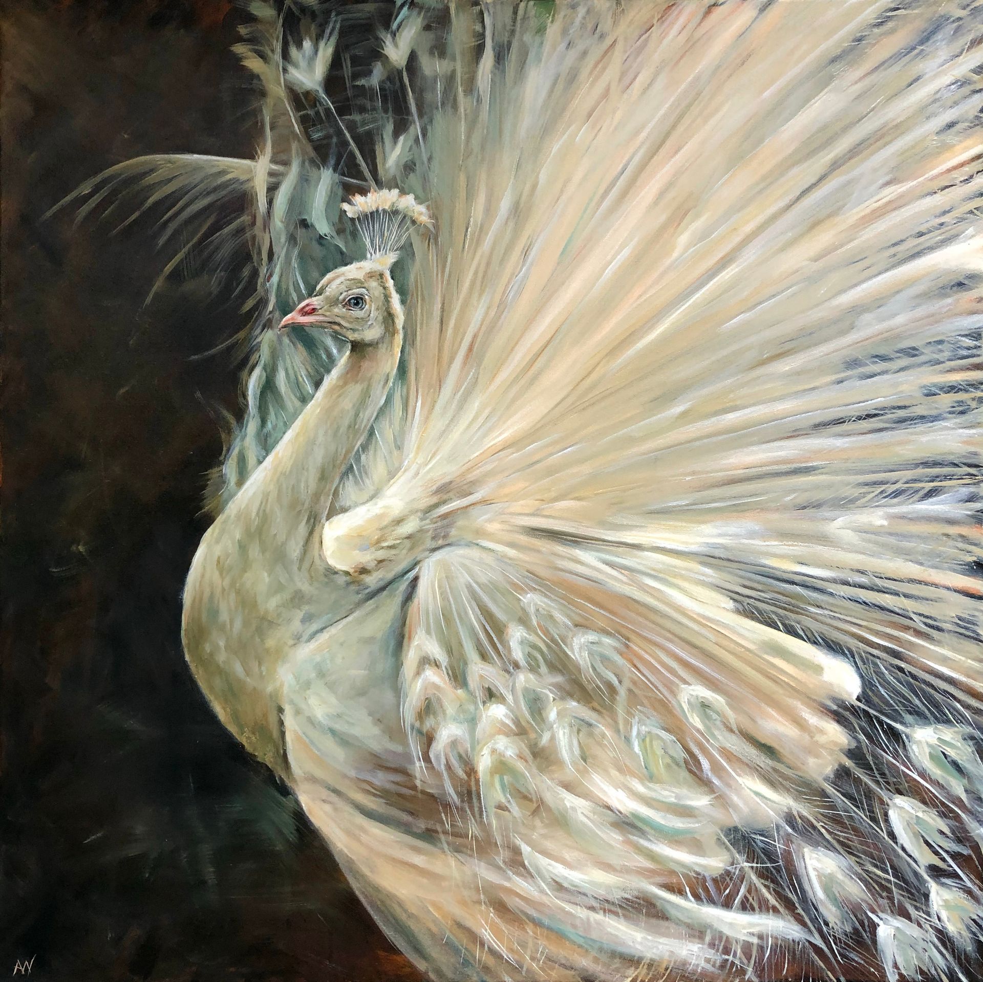 White peacock with fanned tail feathers, against a dark background.