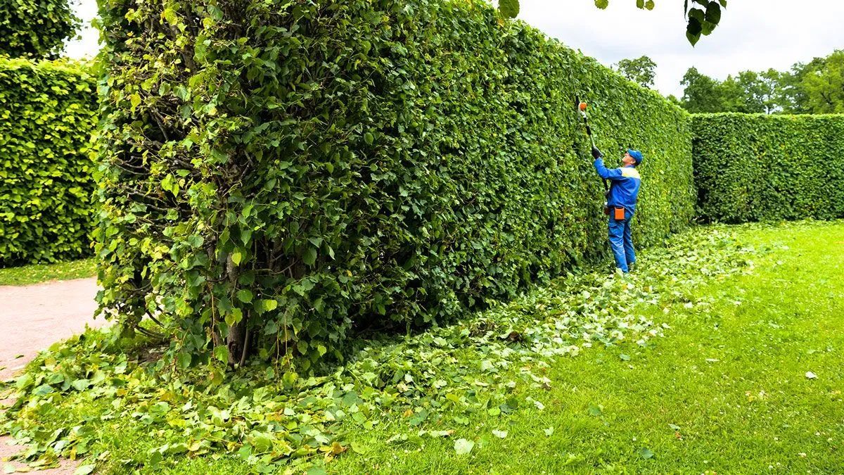 A worker in a blue uniform trims a tall, dense green hedge in a park, leaving clippings on the grass below.