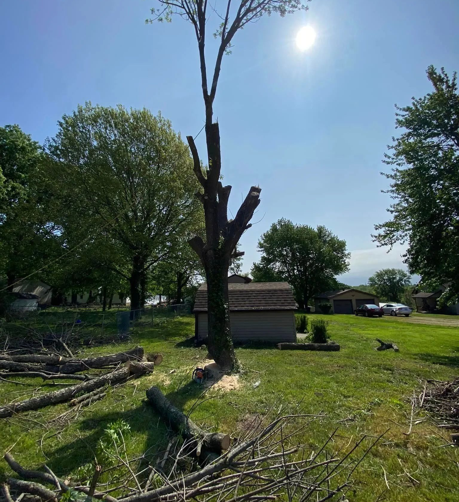 Sunlit rural yard with a tall dead tree, wood piles, grass, and a small shed under a clear blue sky