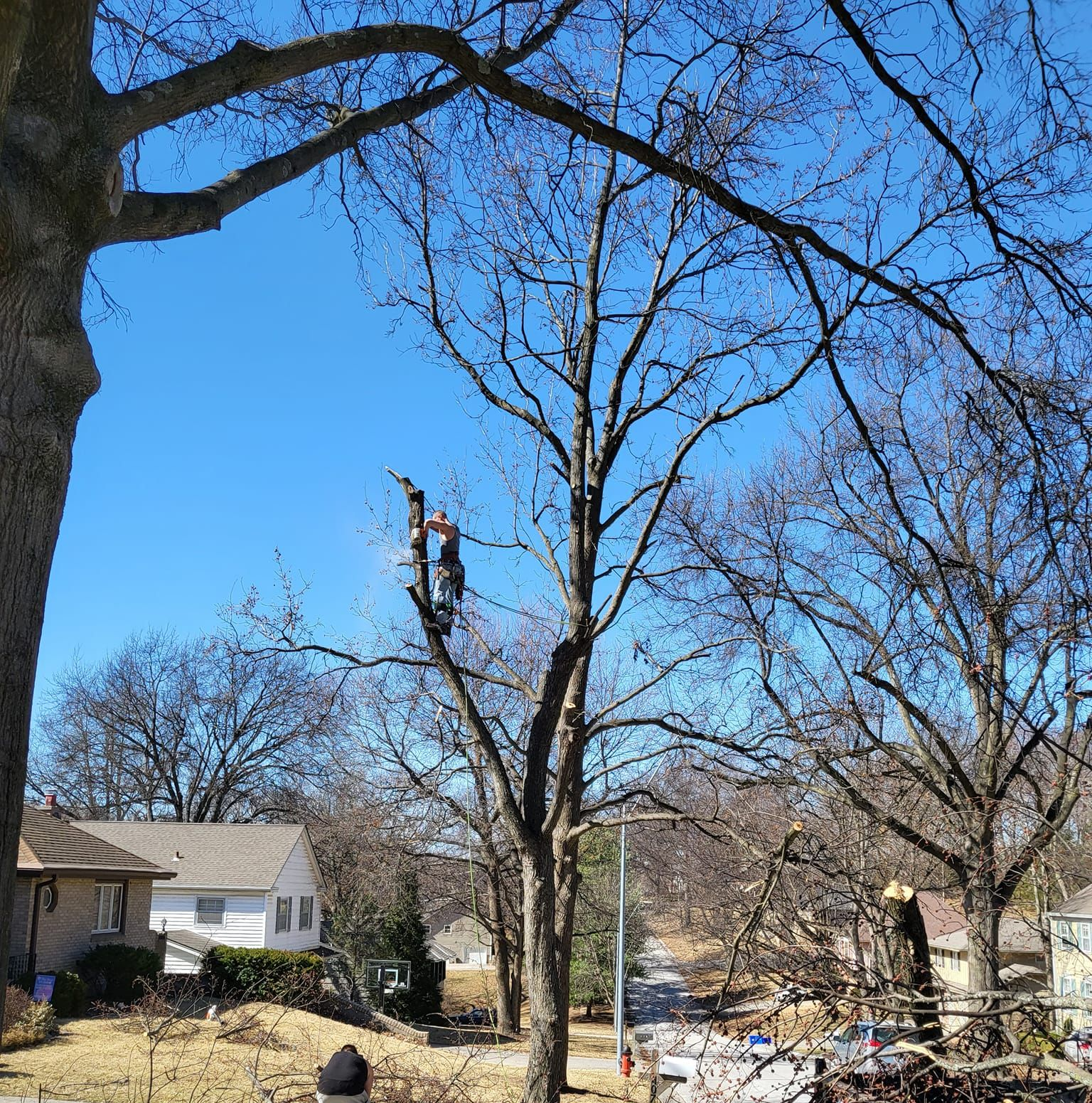 Person trimming a tree in a residential area; sunny day. Blue sky, leafless trees, houses visible.