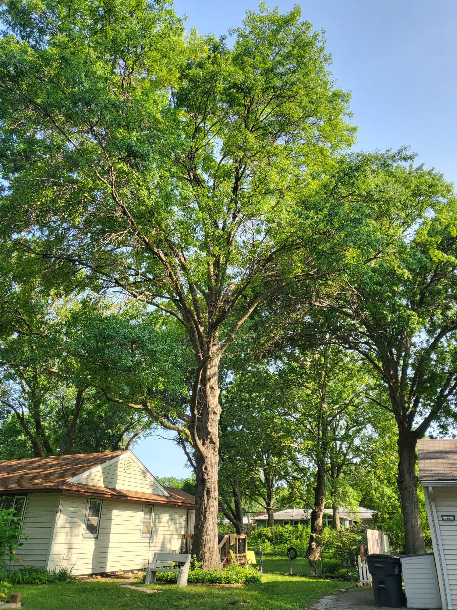 Tall tree with lush green leaves, small houses and clear sky in background.