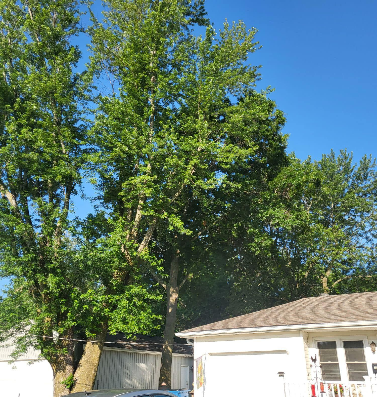 Tall green trees beside a white house, against a bright blue sky.