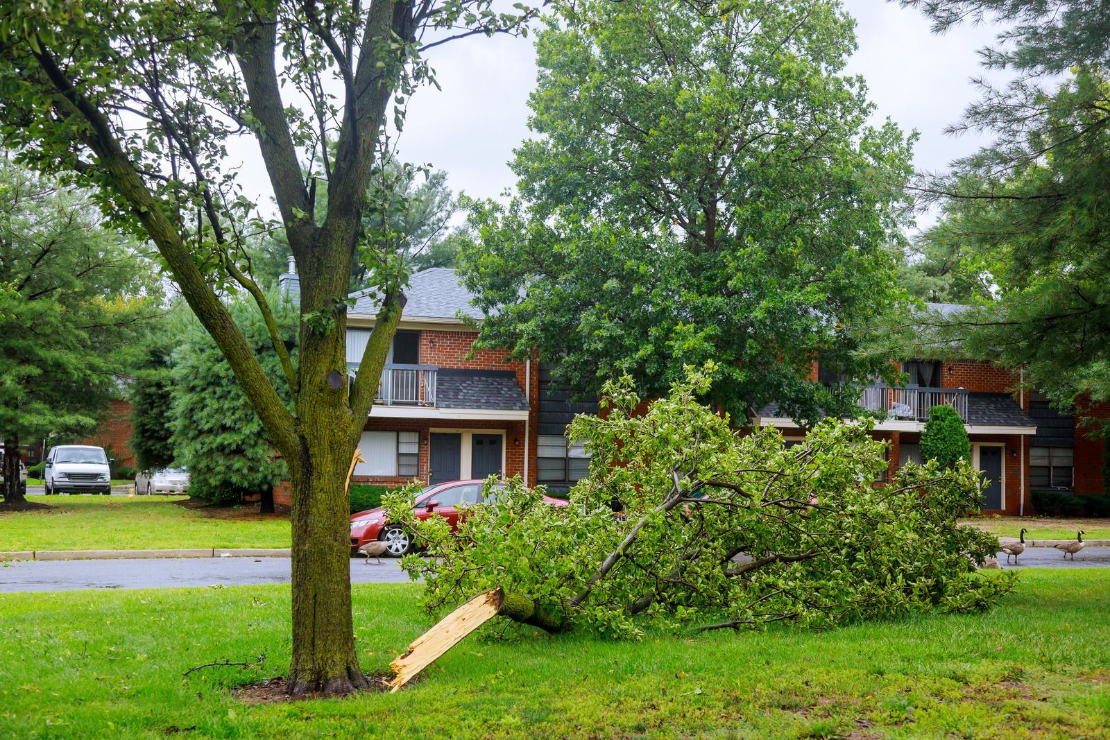Tree and large shrub in a grassy yard with houses and parked cars across the street