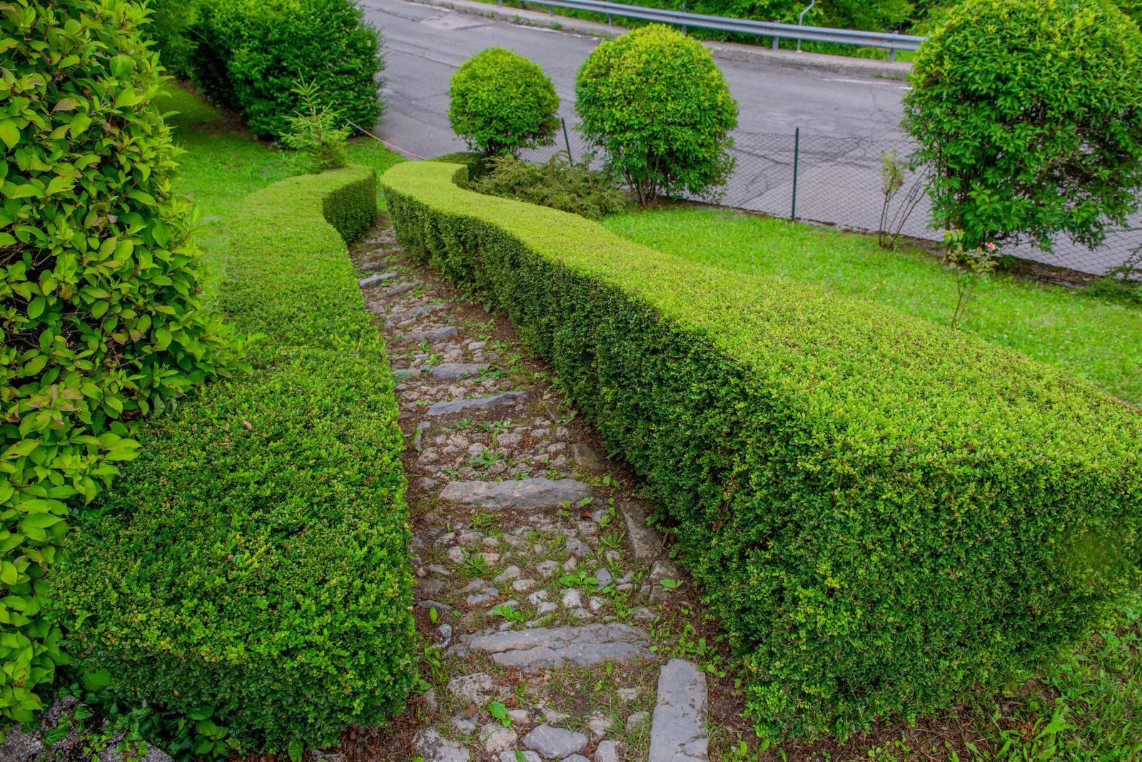 Green hedges border a stone pathway in a garden setting.