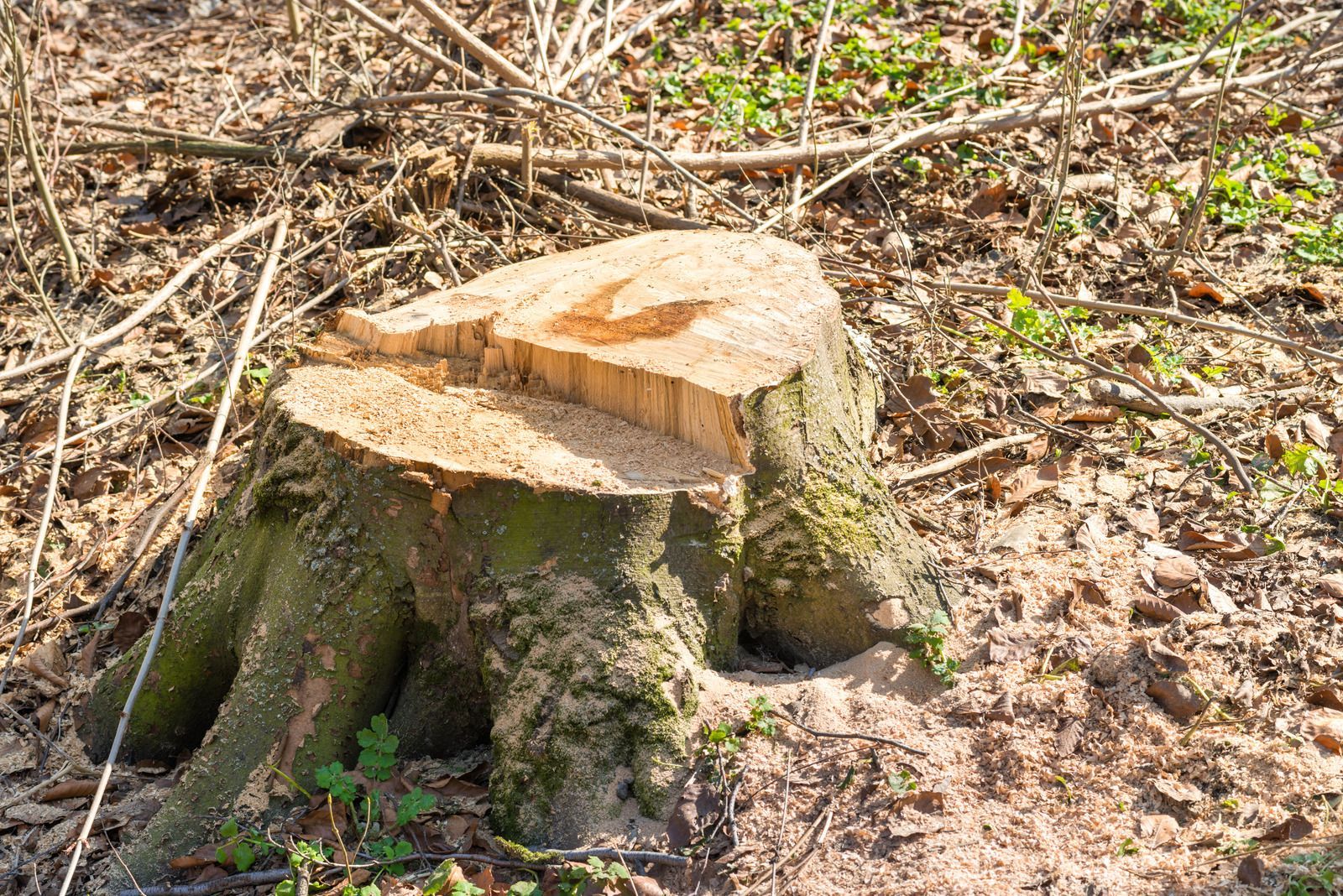 Tree stump in a forest, freshly cut with visible saw marks and wood shavings.