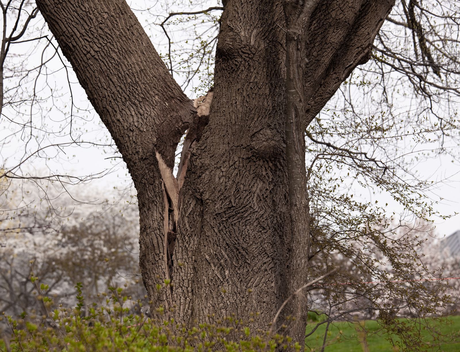 Large tree trunk with a split, set against a misty, blurry background of other trees.