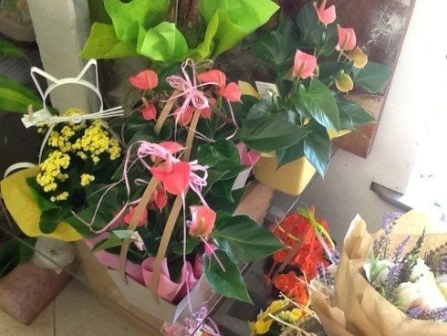 Un mucchio di piante in vaso sono appoggiate su un tavolo