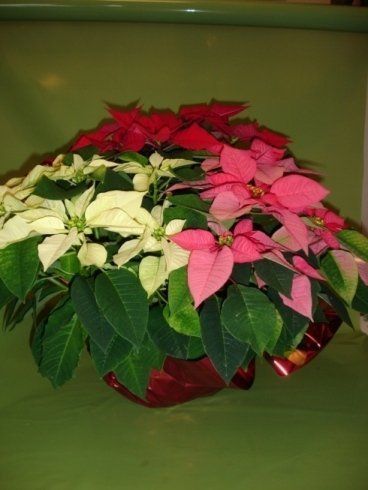 Una pianta in vaso con fiori rossi, bianchi e rosa