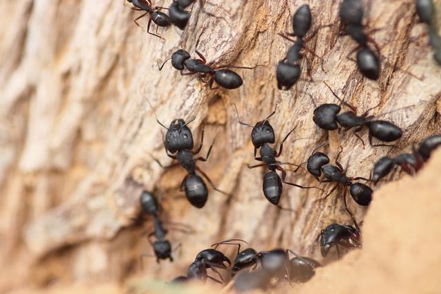 Ants — Onalaska, WI — Precise Pest Control LLC
