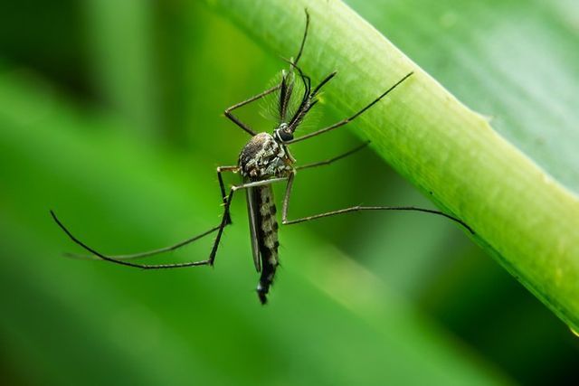 Mosquitos — Onalaska, WI — Precise Pest Control LLC